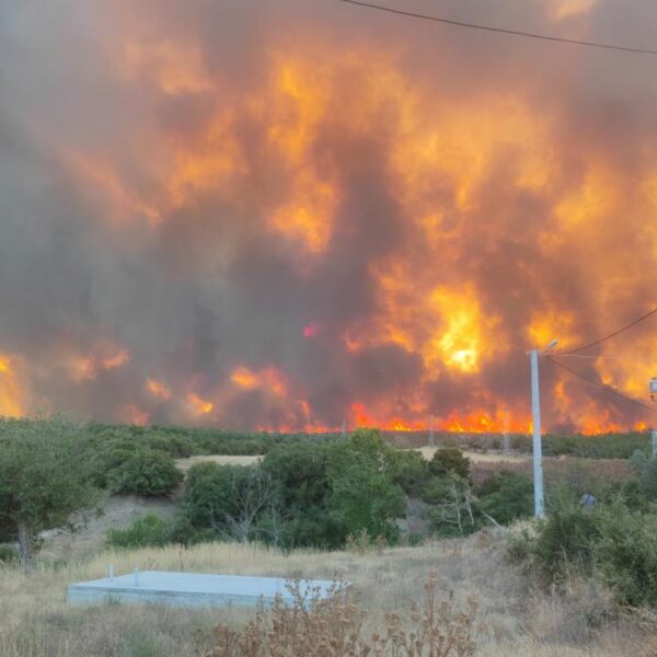 Tekirdağ’da anız yangını ormana sıçradı